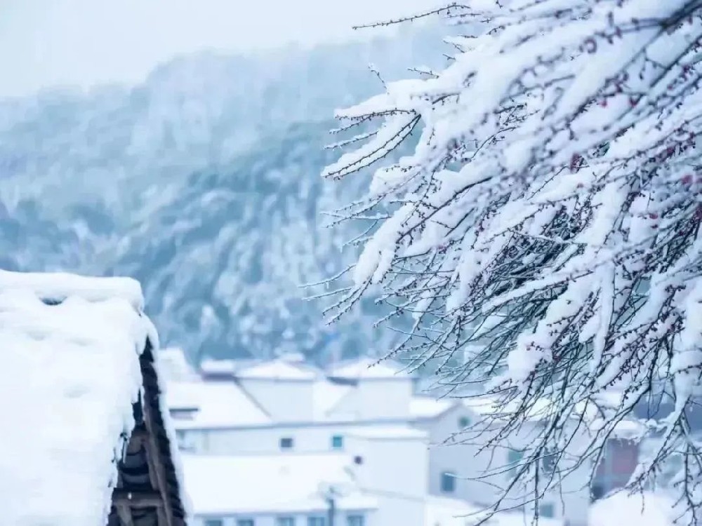 静候风雪夜归人 携手踏雪寻梅去